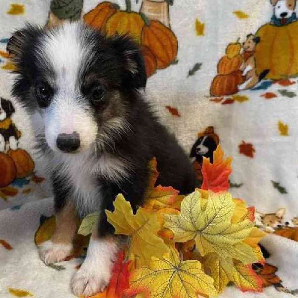 Male Mini Aussie Puppy for Sale in Virginia Beach, VA