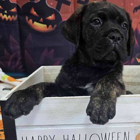 Cane Corso