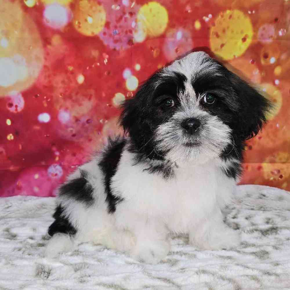Male Malshi Puppy for Sale in Virginia Beach, VA