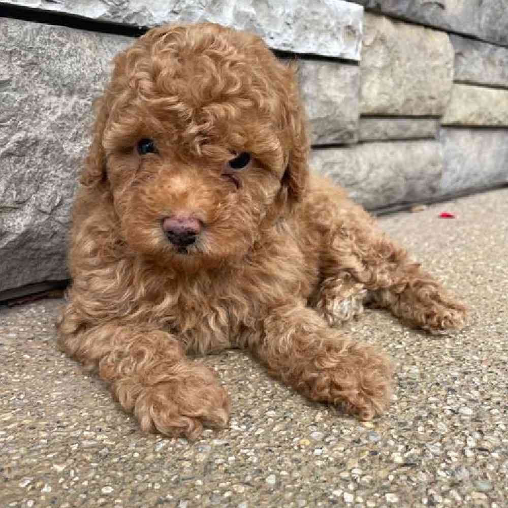 Female Mini Poodle Puppy for Sale in Virginia Beach, VA
