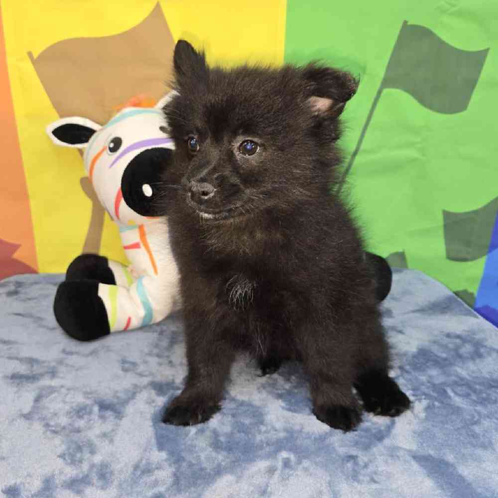 Female Pomeranian Puppy for Sale in Virginia Beach, VA