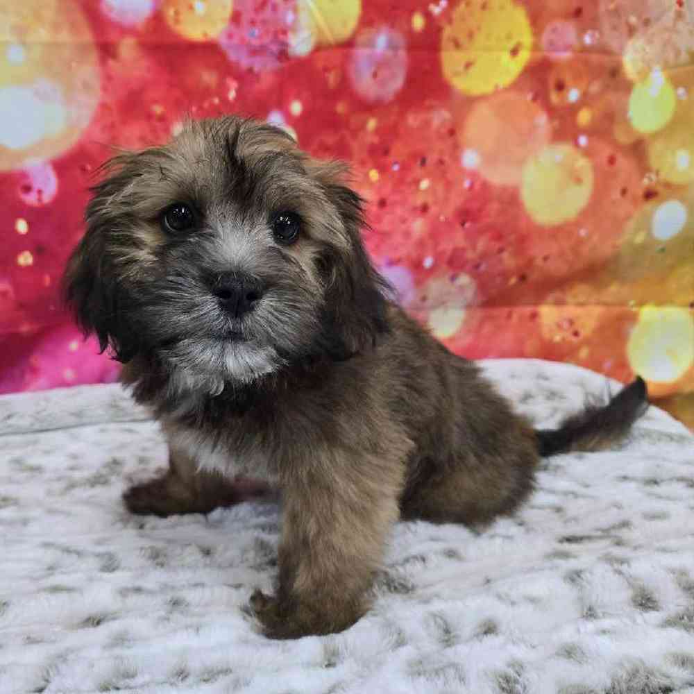 Male La-Chon Puppy for Sale in Virginia Beach, VA