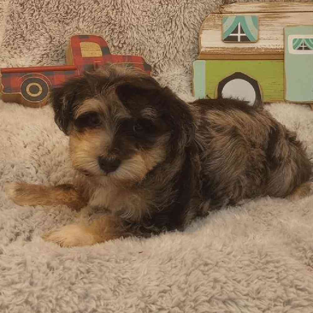 Male Mini Schnauzer Puppy for Sale in Virginia Beach, VA