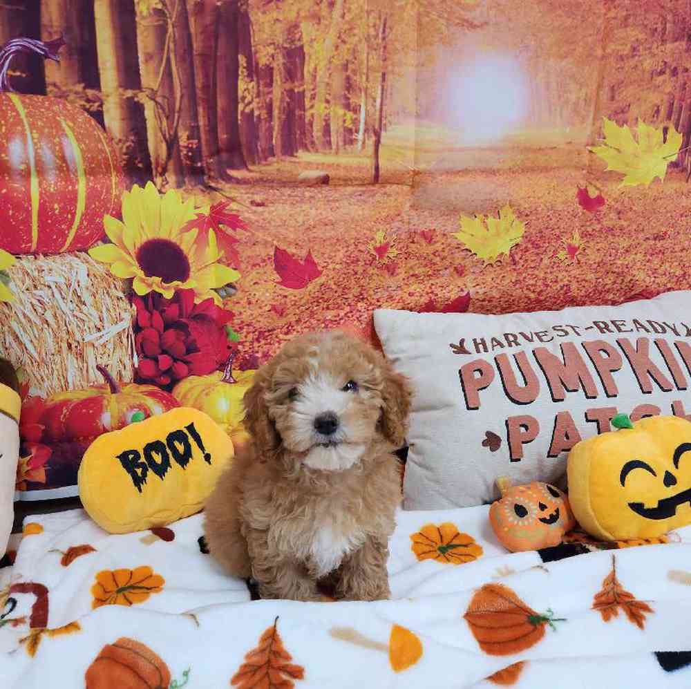 Female Cockapoo Puppy for Sale in Virginia Beach, VA