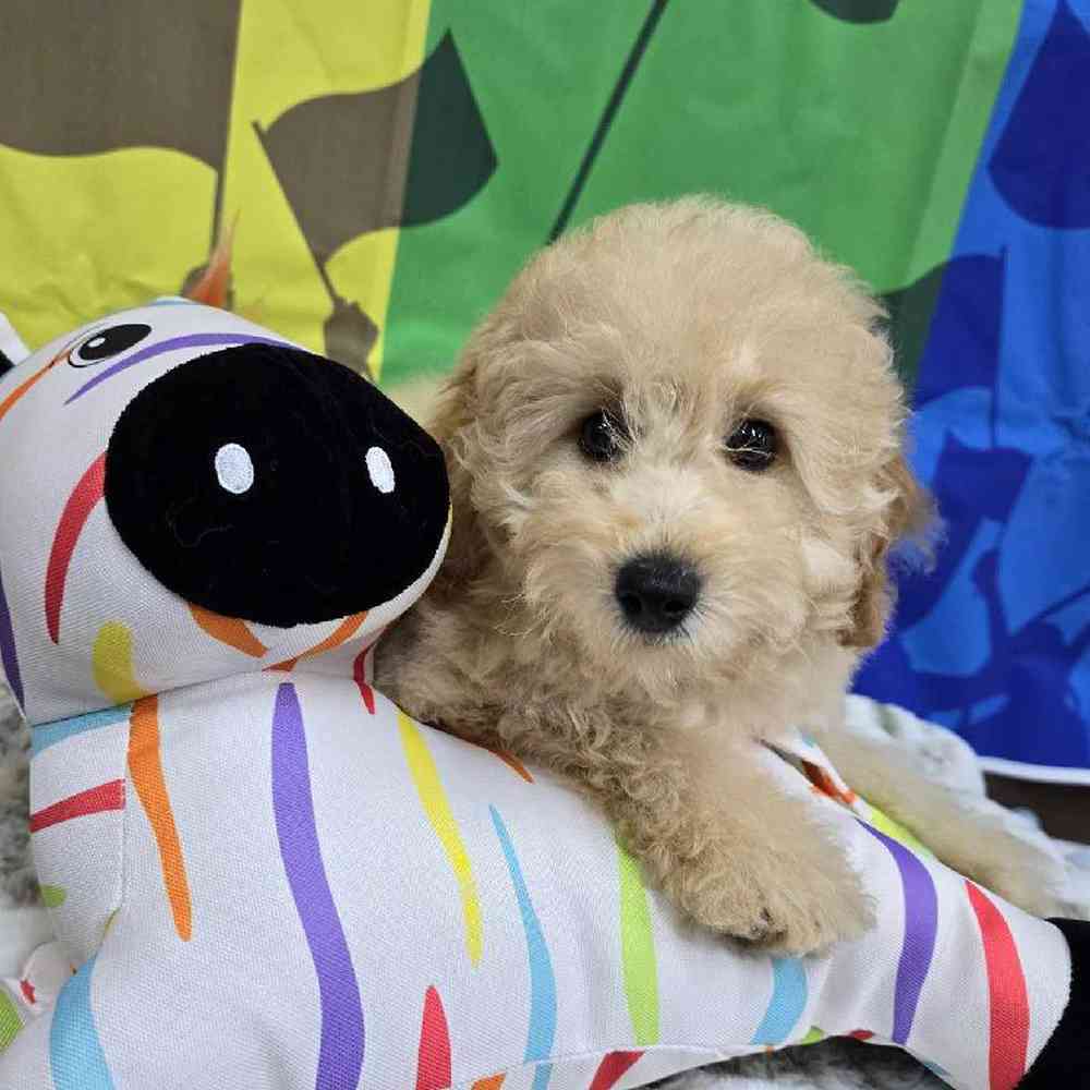 Male Mini Poodle Puppy for Sale in Virginia Beach, VA