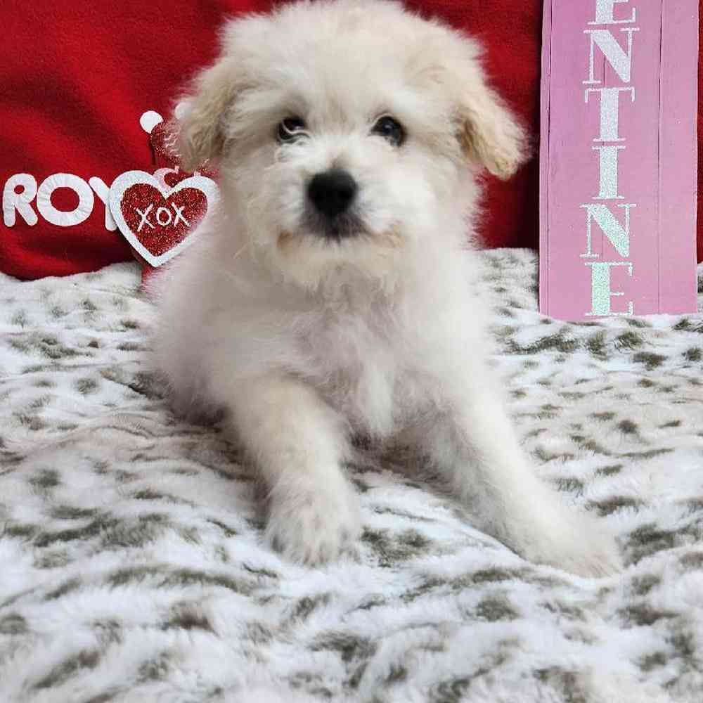 Male Pompoo Puppy for Sale in Virginia Beach, VA