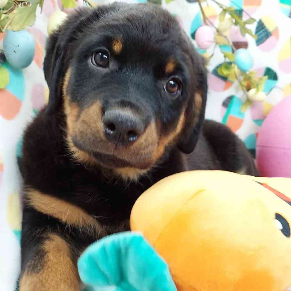 Female Rottweiler Puppy for sale