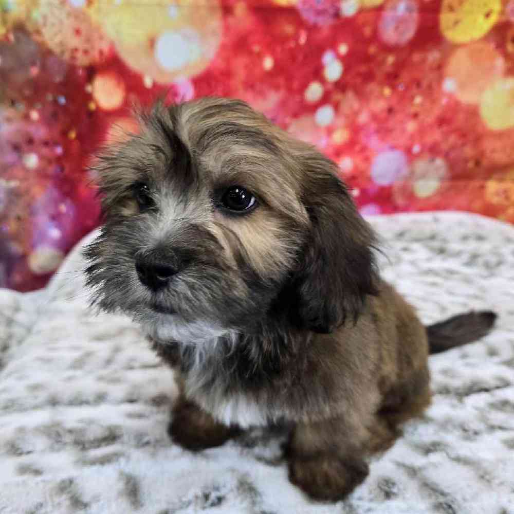 Male La-Chon Puppy for Sale in Virginia Beach, VA