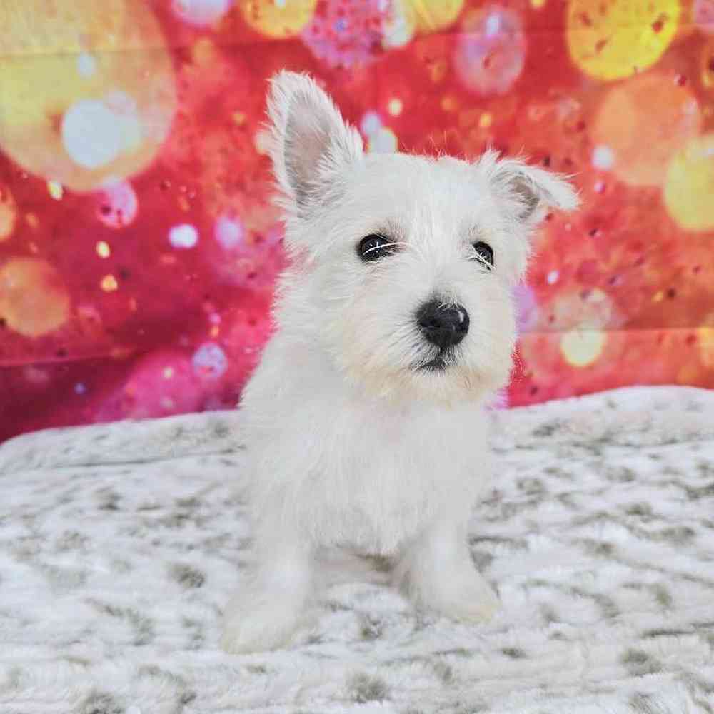 Female West Highland White Terrier Puppy for Sale in Virginia Beach, VA
