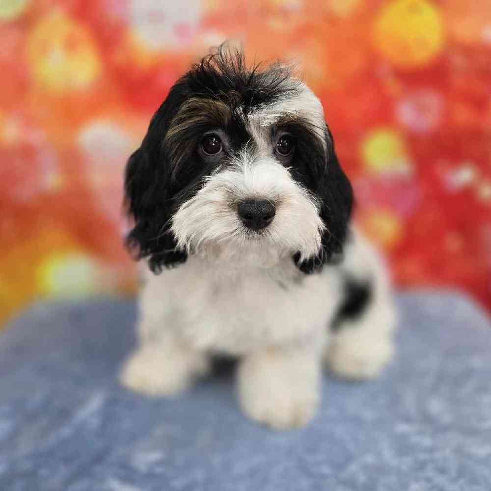 Female Cockapoo Puppy for Sale in Virginia Beach, VA