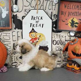 Lhasa Apso