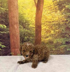 Maltipoo
