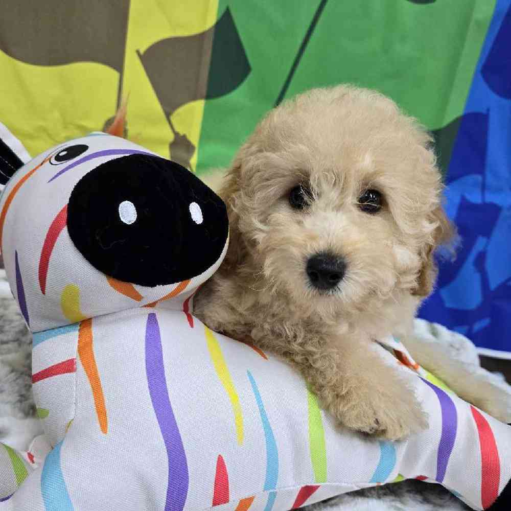 Male Mini Poodle Puppy for Sale in Virginia Beach, VA