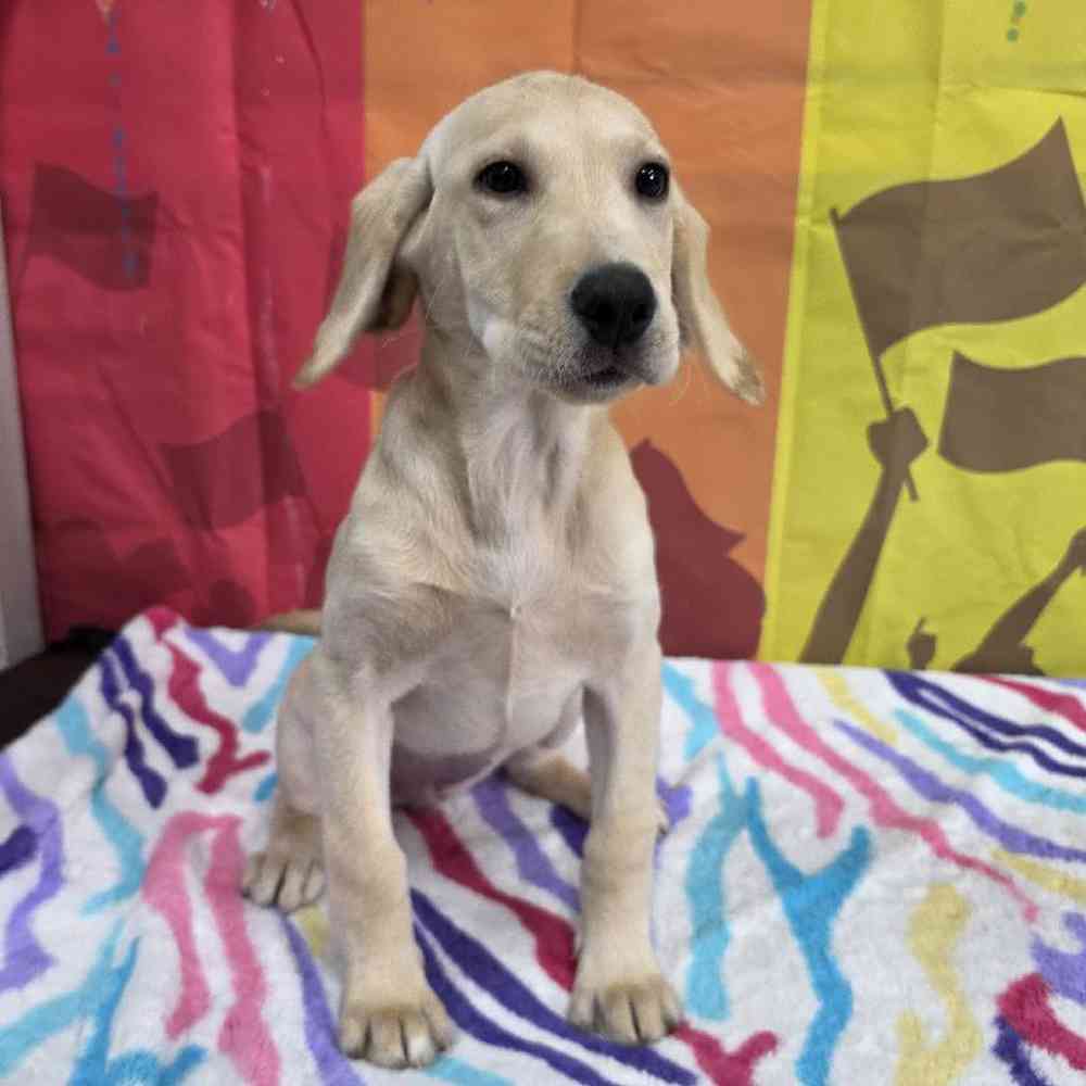 Female Labrador Retriever Puppy for Sale in Virginia Beach, VA