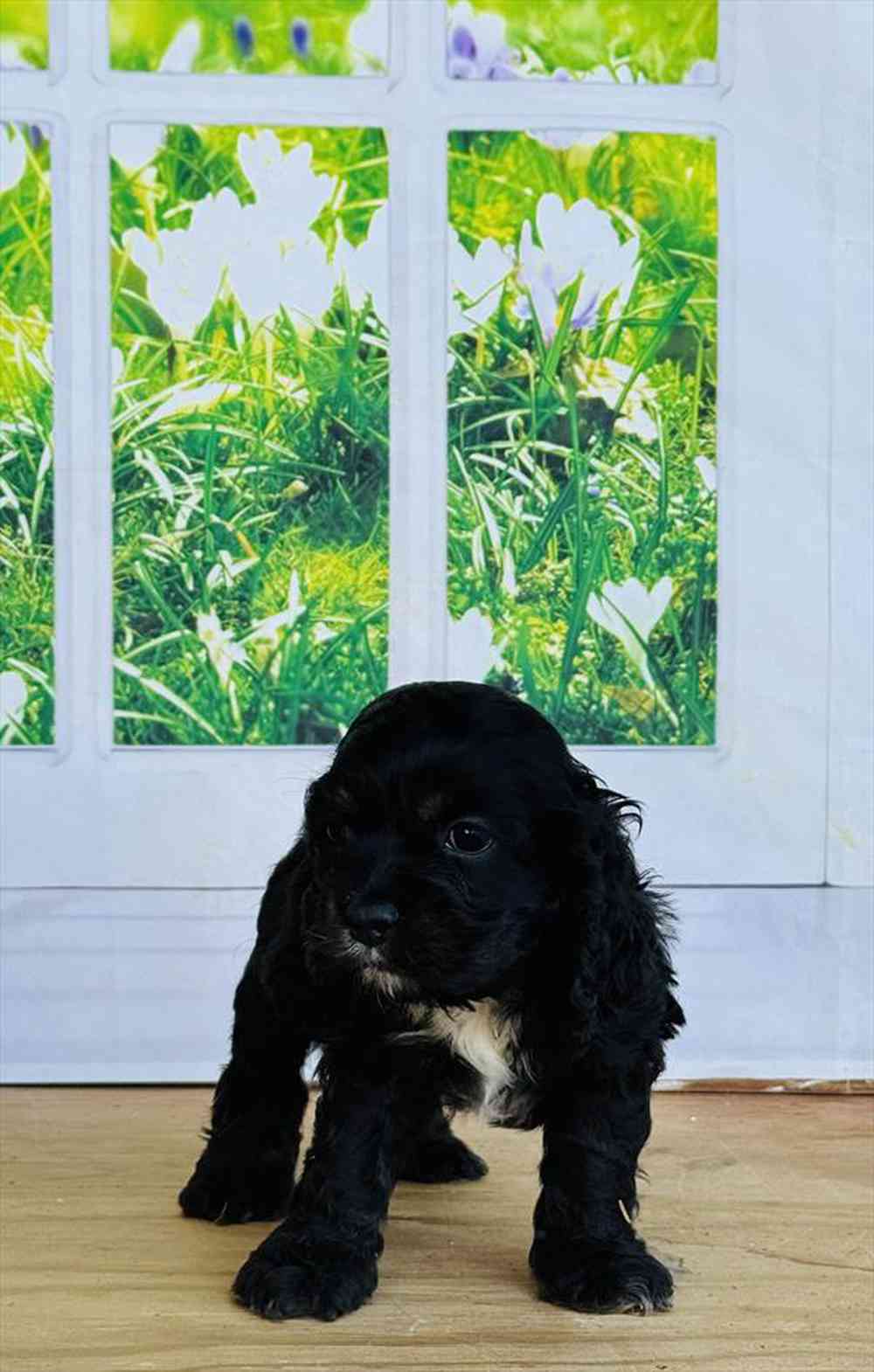 Image of a pet breed in the gallery