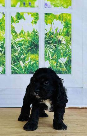 Cocker Spaniel