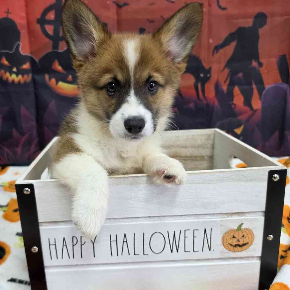carousel pet images