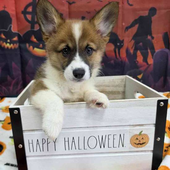 Pembroke Welsh Corgi