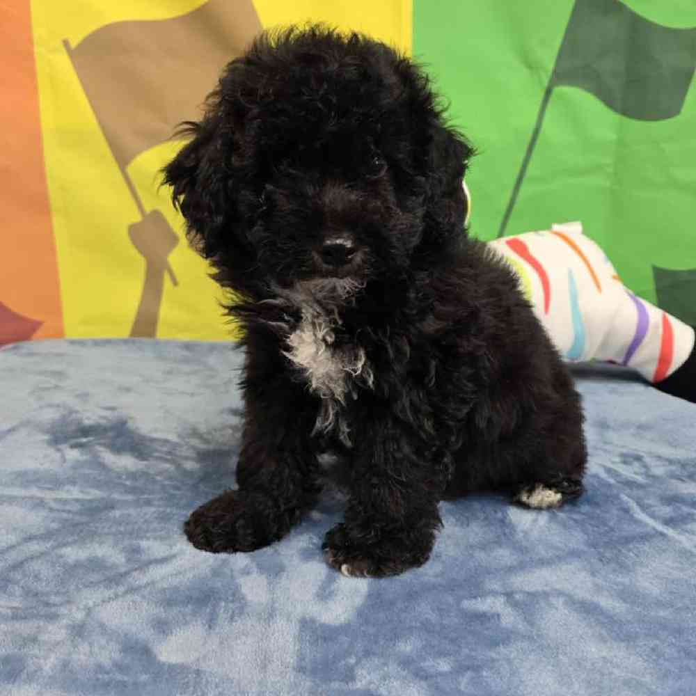 Female Bichonpoo Puppy for Sale in Virginia Beach, VA