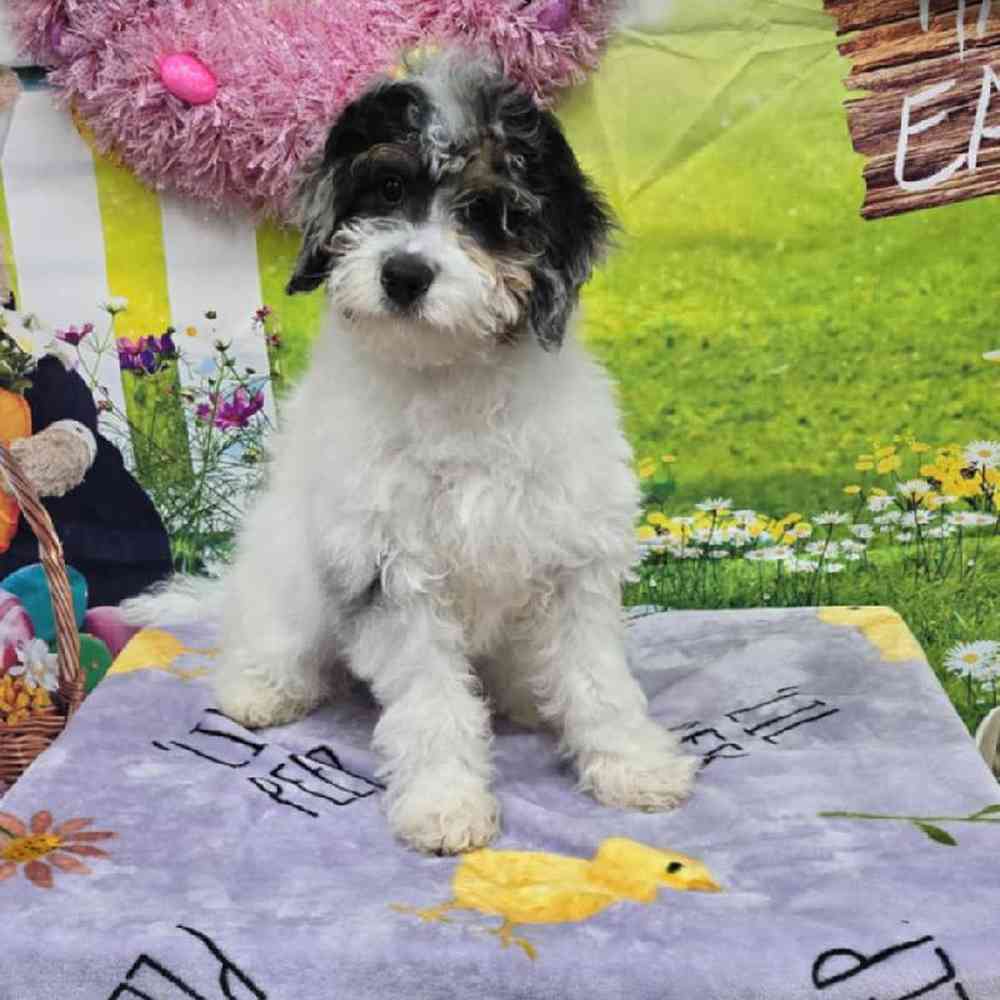 Male Mini Bernadoodle Puppy for Sale in Virginia Beach, VA