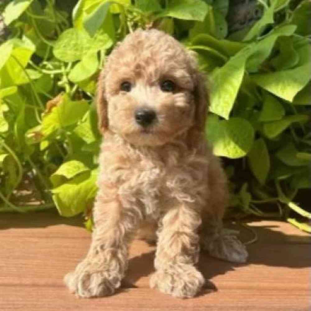 Male Poodle Toy Puppy for Sale in Virginia Beach, VA