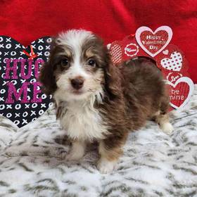 Mini Aussiedoodle