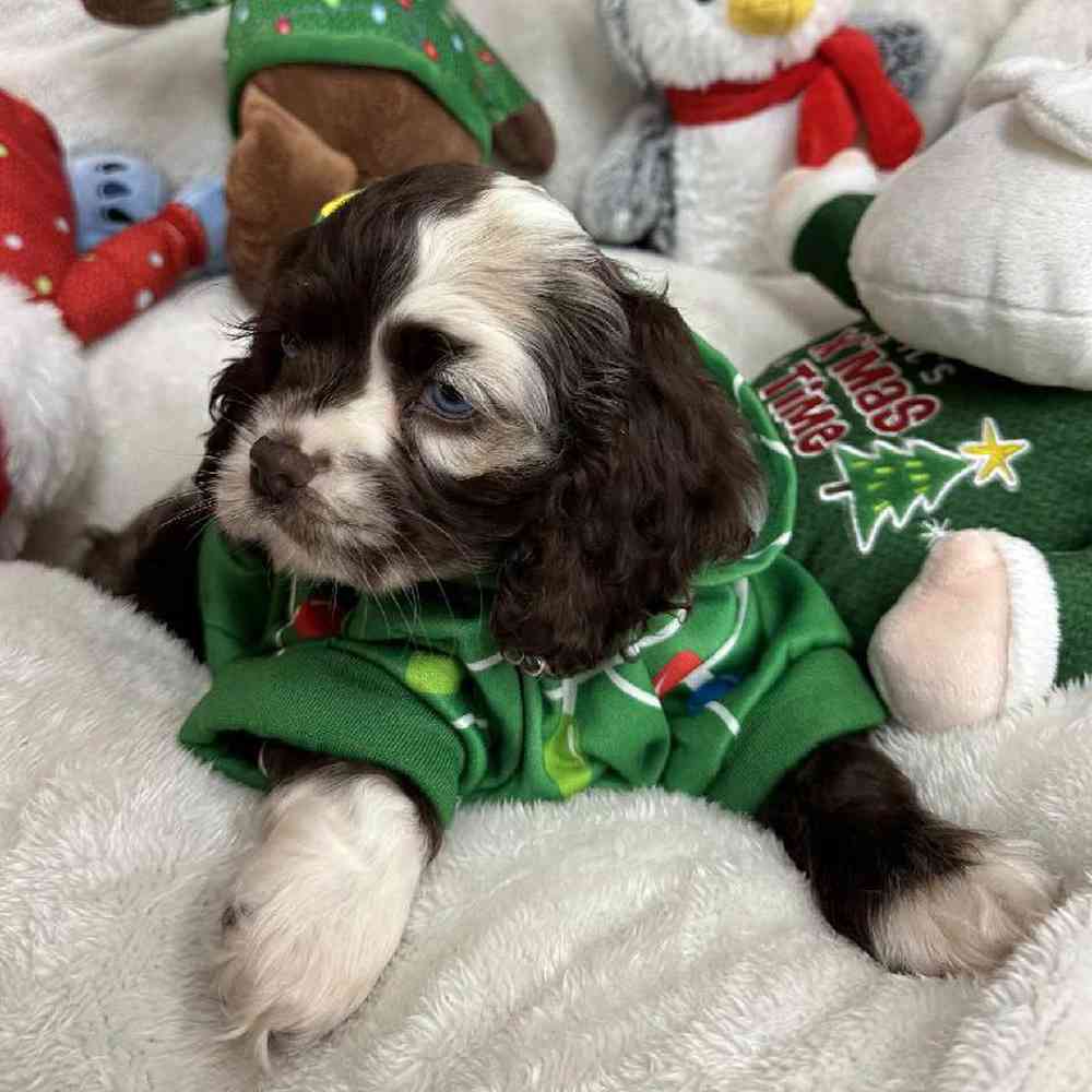Female Cocker Spaniel Puppy for Sale in Virginia Beach, VA