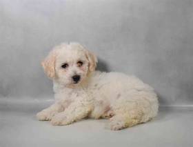 Bichon