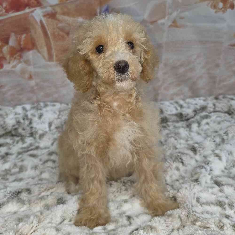 Female Poodle Puppy for Sale in Virginia Beach, VA