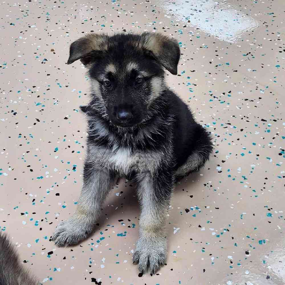 Male German Shepherd Puppy for Sale in Virginia Beach, VA