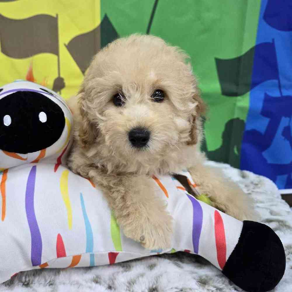 Male Mini Poodle Puppy for Sale in Virginia Beach, VA