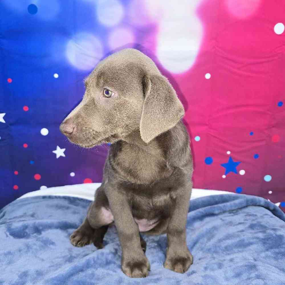 Female Labrador Retriever Puppy for Sale in Virginia Beach, VA