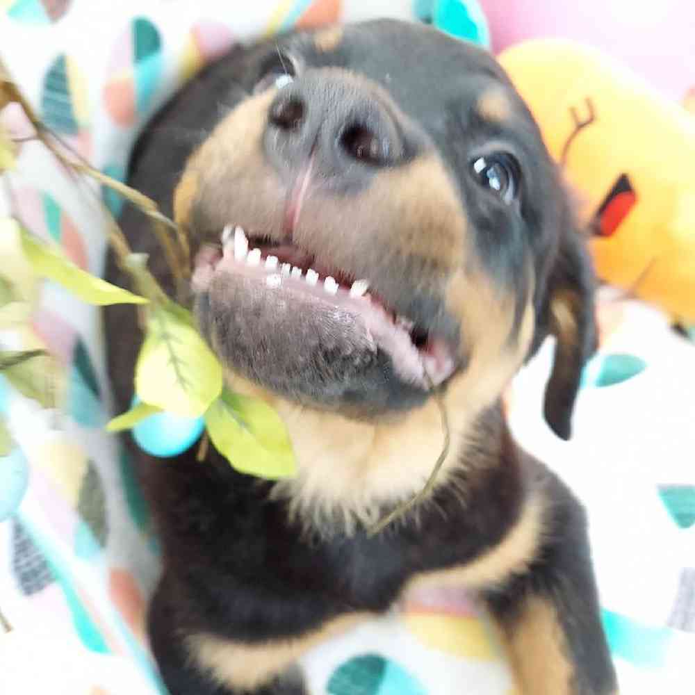Female Rottweiler Puppy for sale