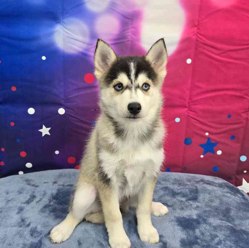 Female Pomsky Puppy for Sale in Virginia Beach, VA
