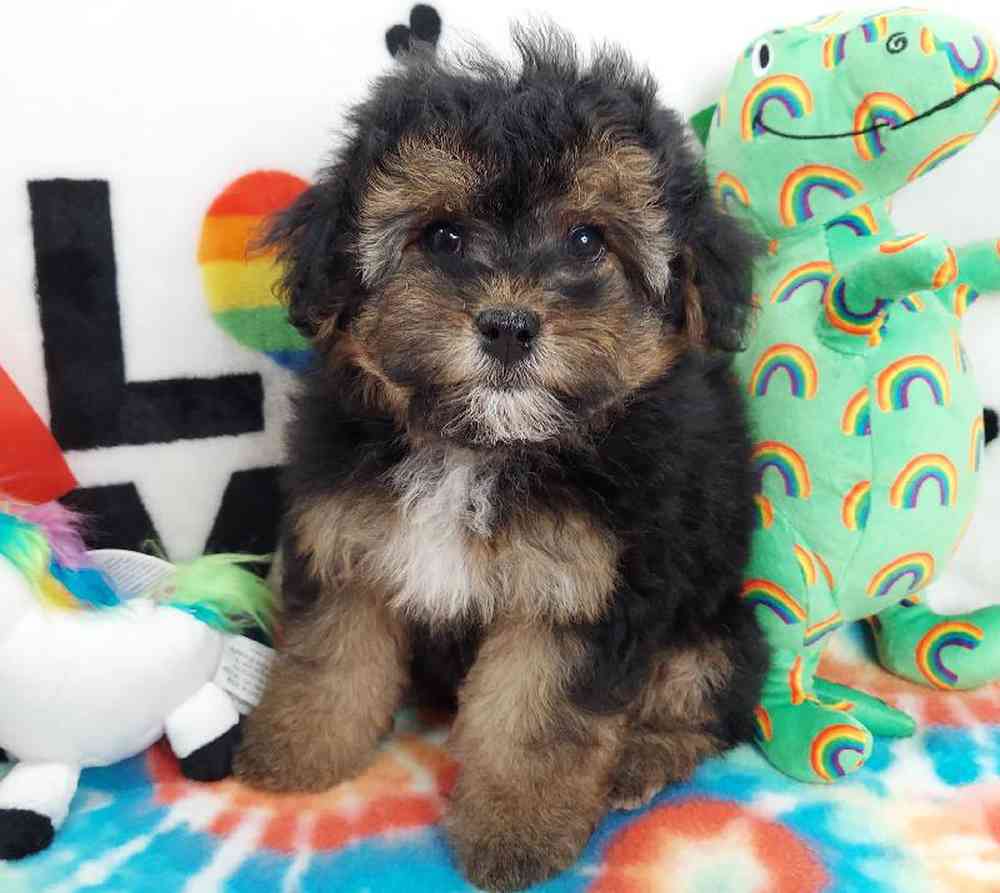 Female Morkiepoo Puppy for sale