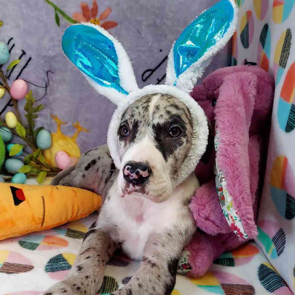 Male Great Dane Puppy for sale