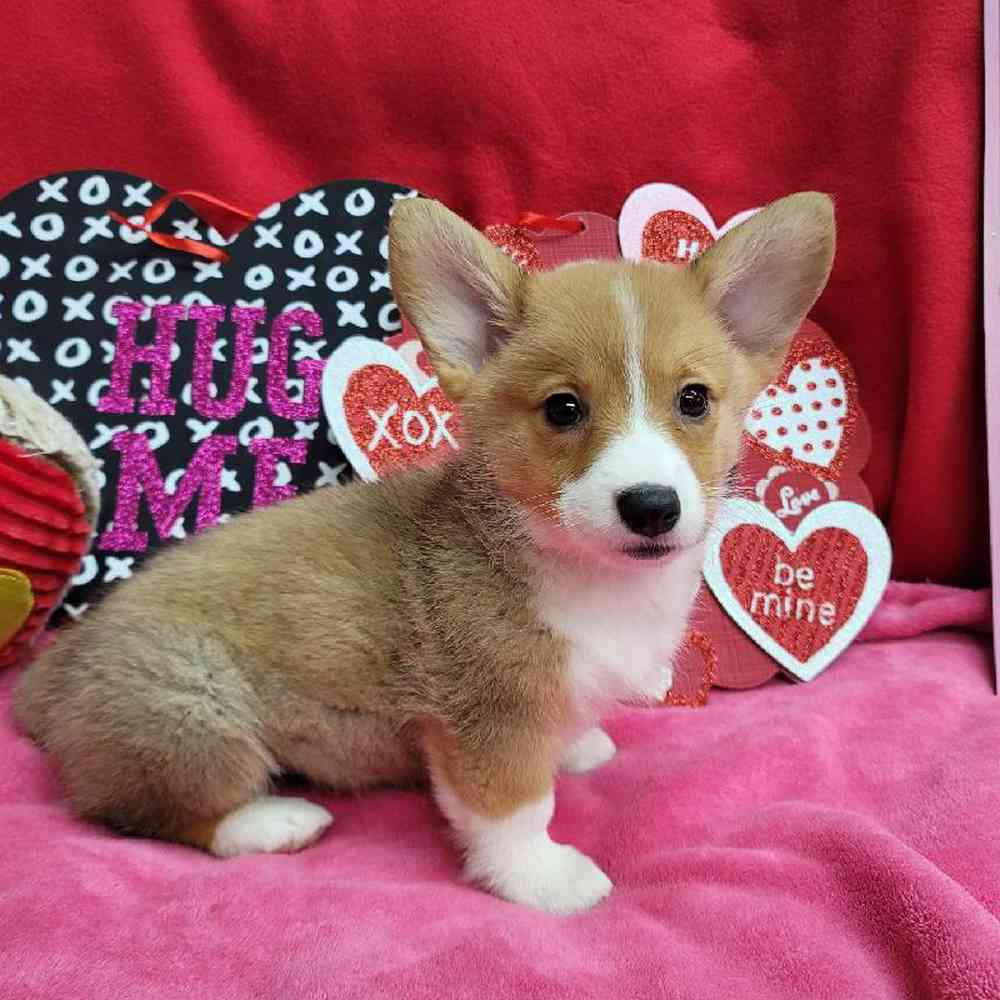 Female Pembroke Welsh Corgi Puppy for Sale in Virginia Beach, VA