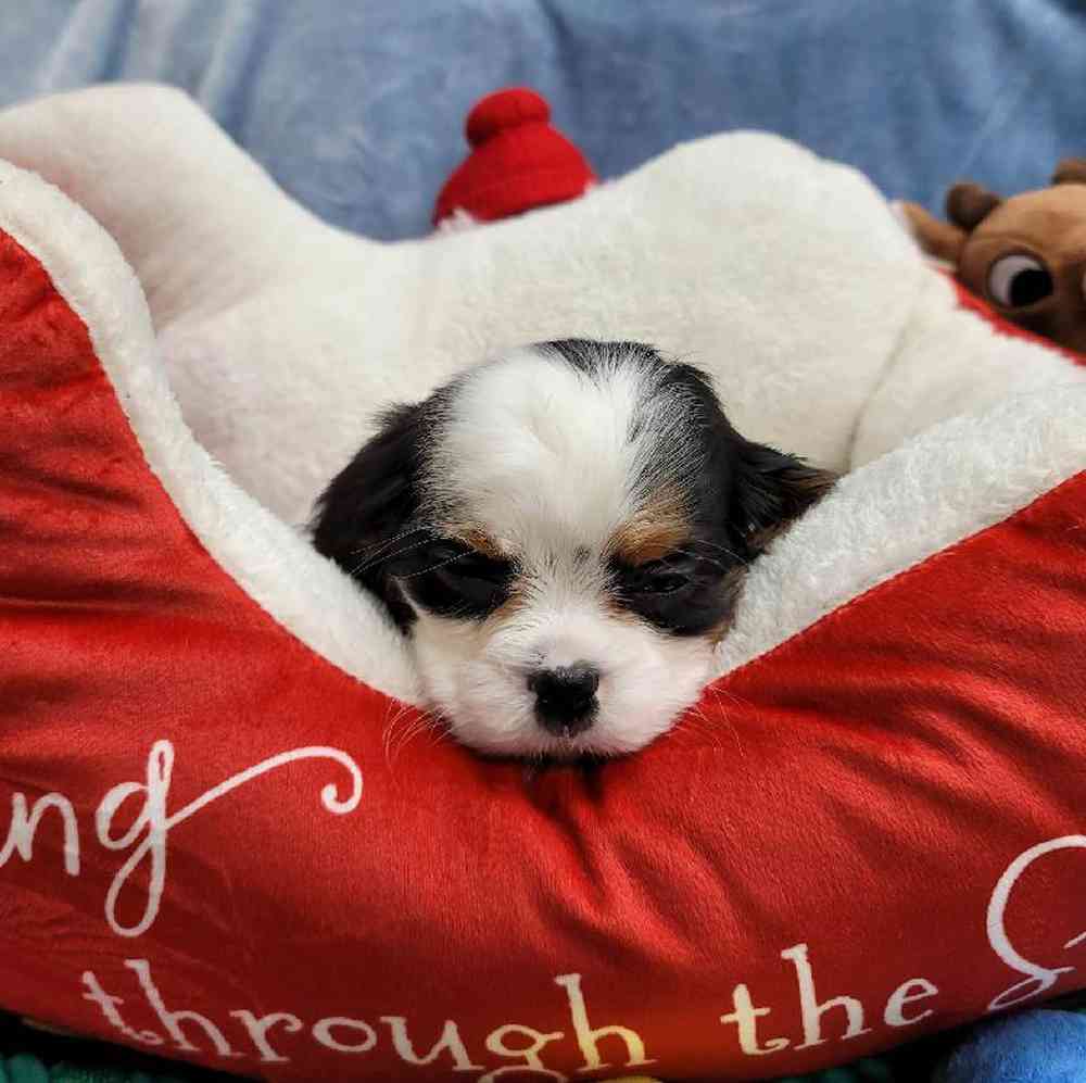 Male Cavalier King Charles Spaniel Puppy for Sale in Virginia Beach, VA