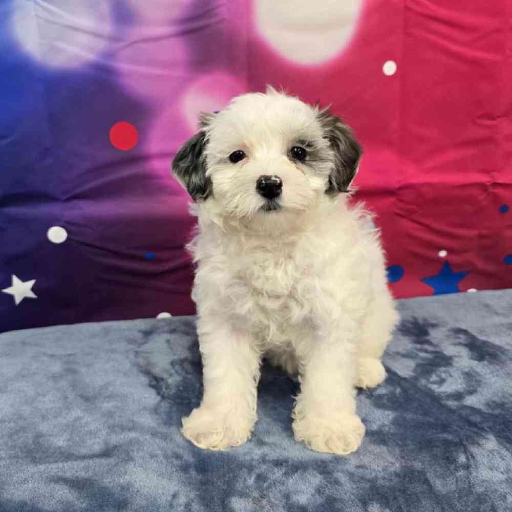 Female Maltipoo Puppy for Sale in Virginia Beach, VA