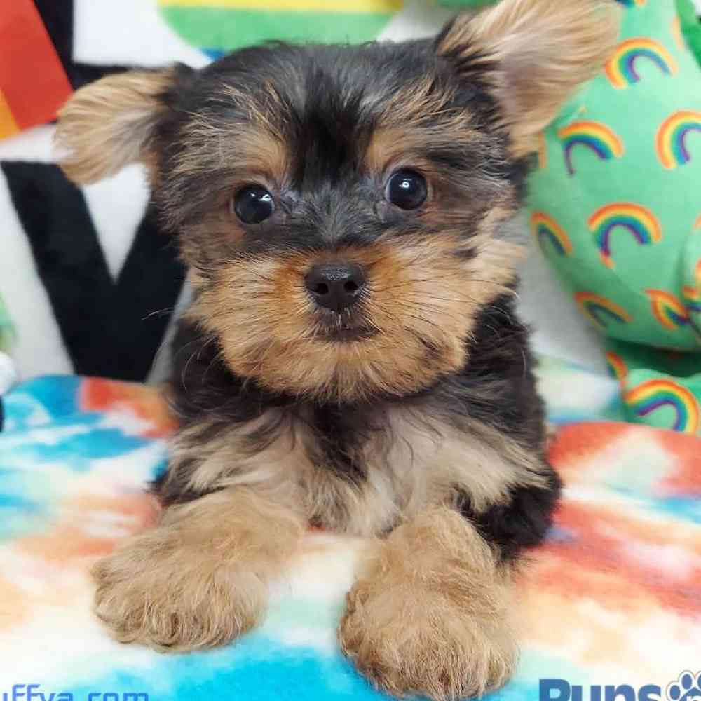 Male Yorkie Puppy for sale