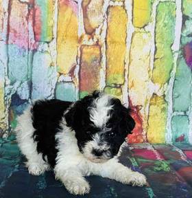 Maltipoo