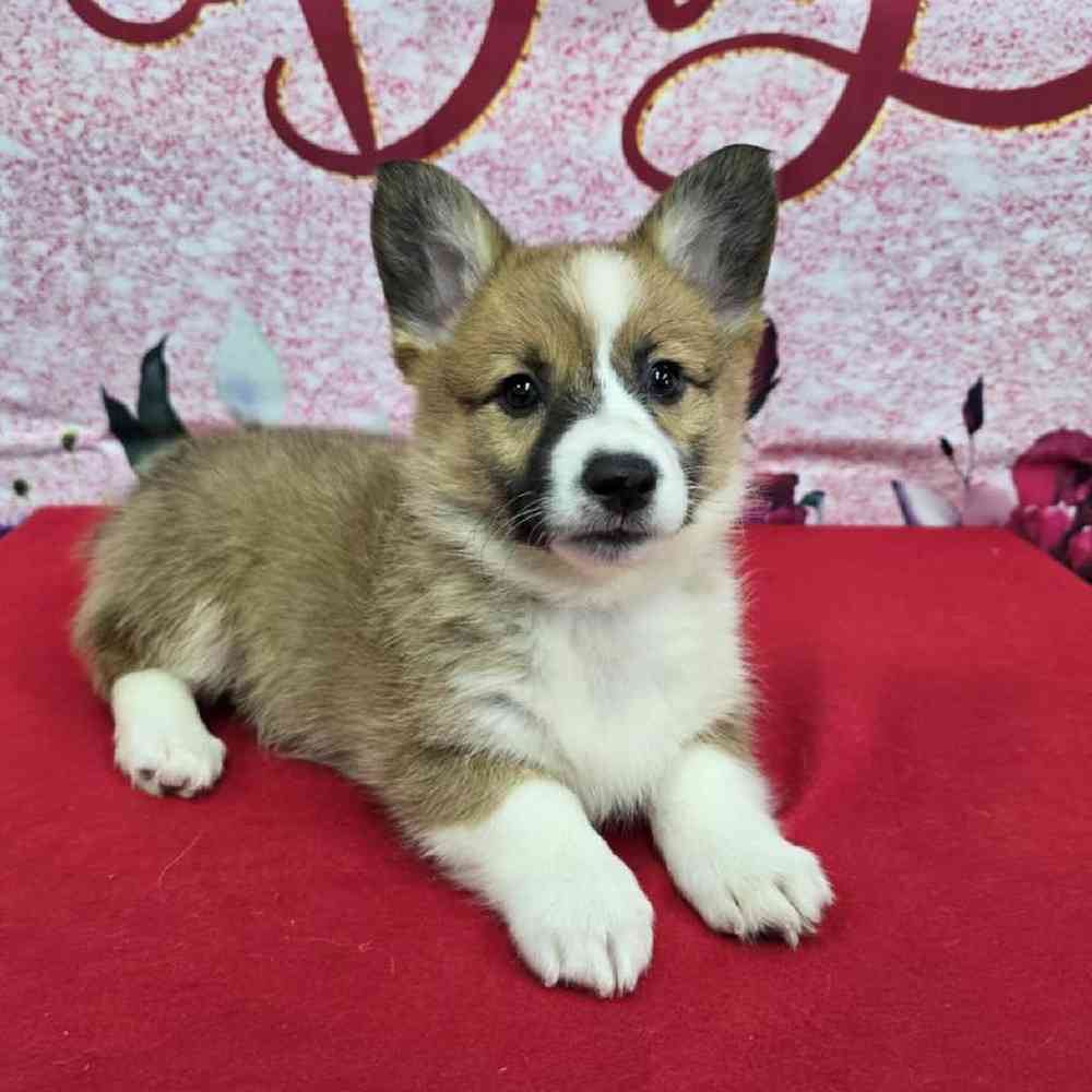 Female Pembroke Welsh Corgi Puppy for Sale in Virginia Beach, VA
