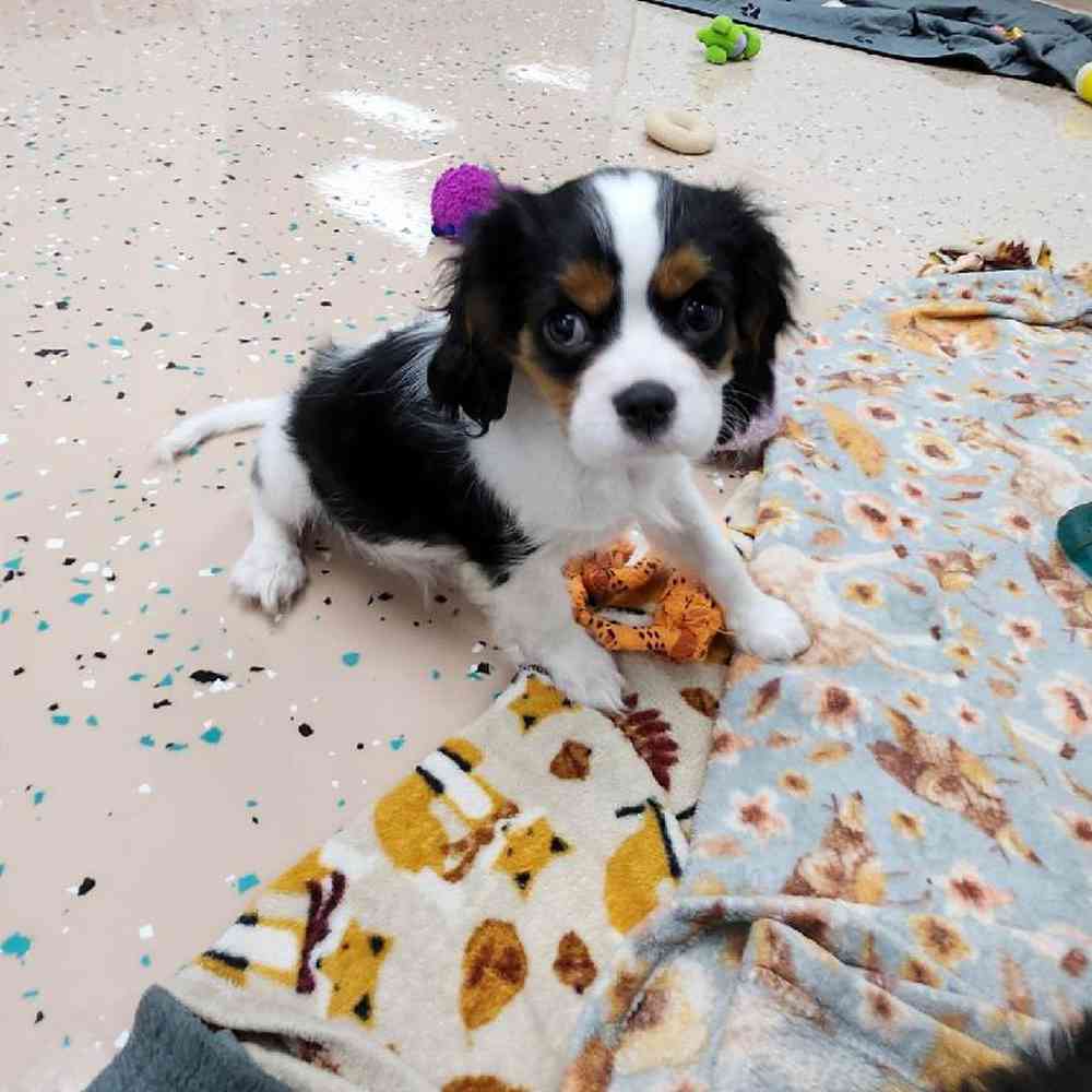Male Cavalier King Charles Spaniel Puppy for Sale in Virginia Beach, VA