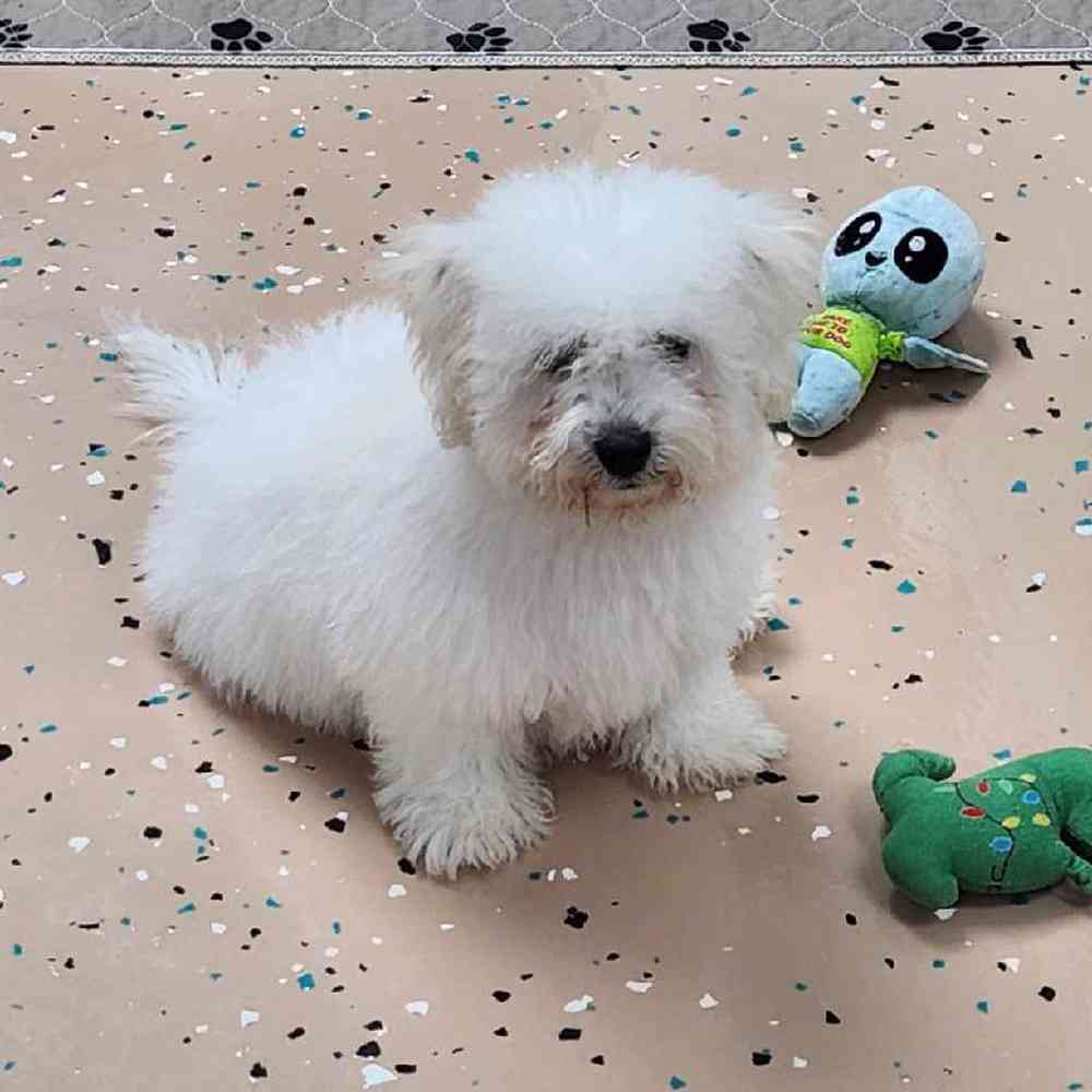 Male Bichon Puppy for Sale in Virginia Beach, VA