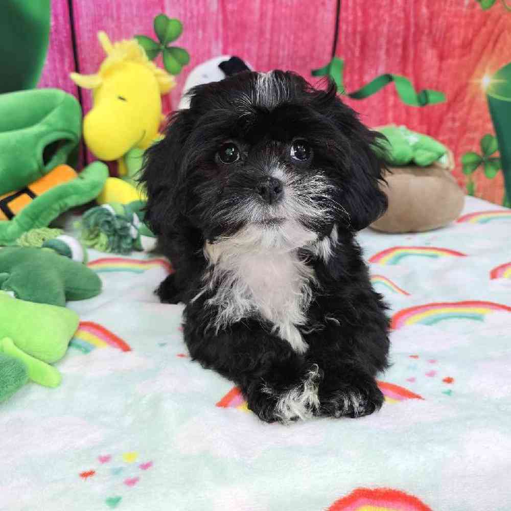 Female Shipoo Puppy for Sale in Virginia Beach, VA