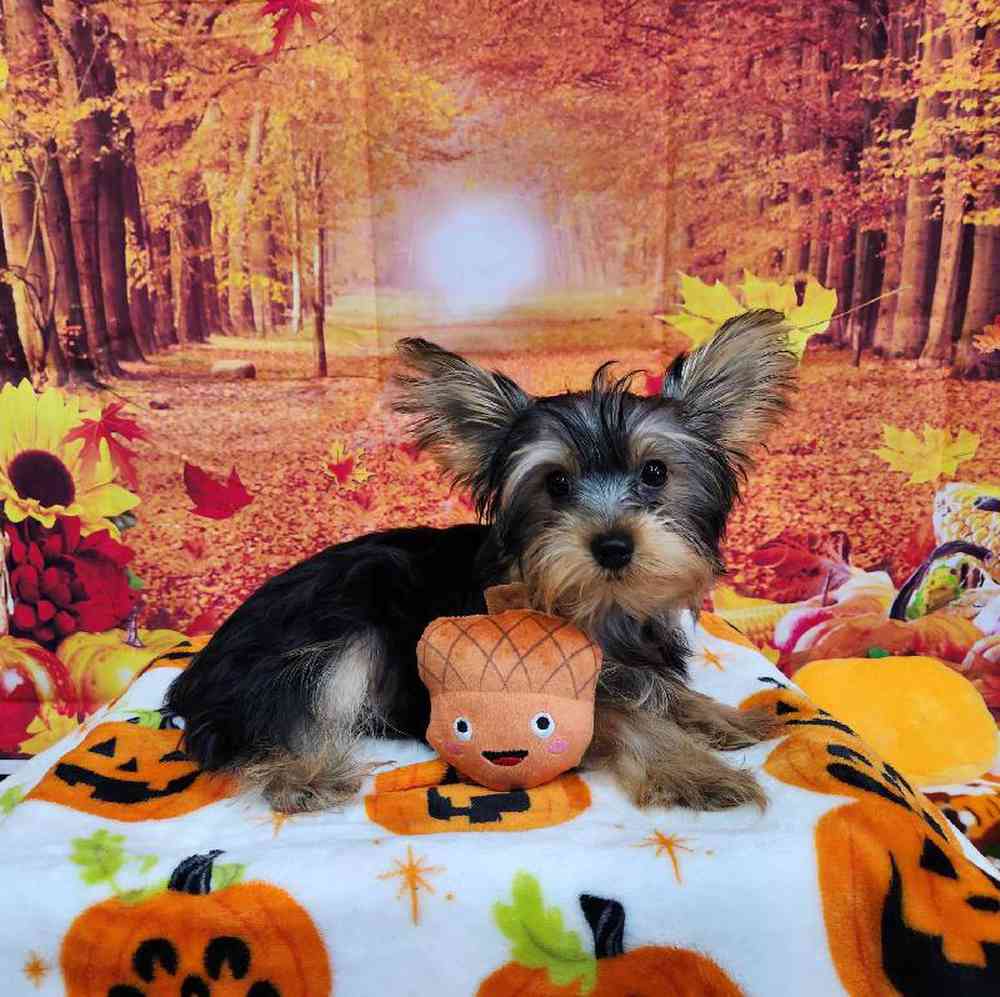 Male Yorkie Puppy for Sale in Virginia Beach, VA