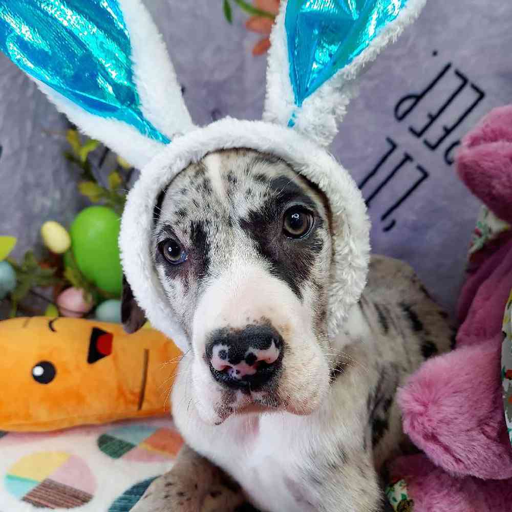 Male Great Dane Puppy for sale
