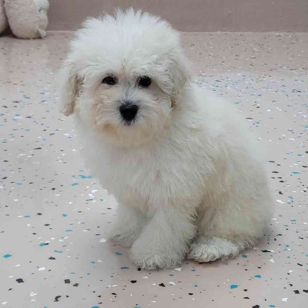 Female Mini Poodle Puppy for Sale in Virginia Beach, VA