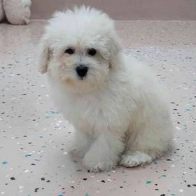 Mini Poodle