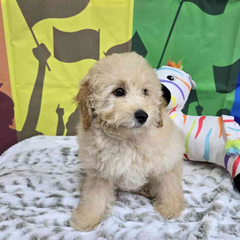 Male Mini Poodle Puppy for Sale in Virginia Beach, VA